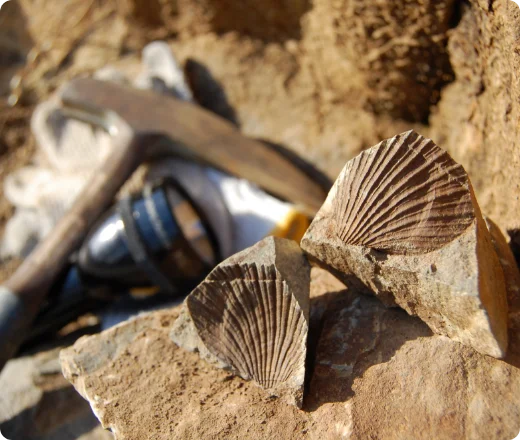 埋蔵文化財調査